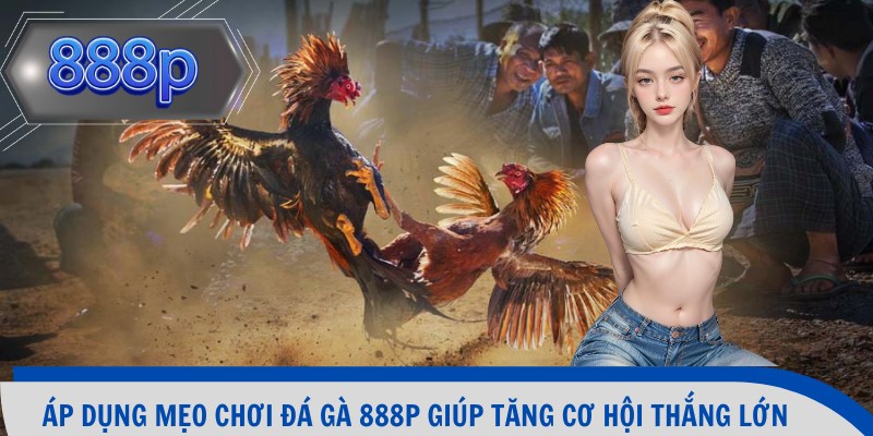 Áp dụng mẹo chơi đá gà 888p giúp tăng cơ hội thắng lớn